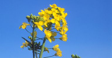 Looking up at Oilseed Yellow Flowering Crop