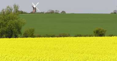 OSR Field with mill in background