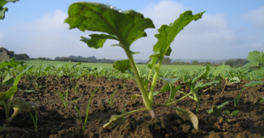 Young OSR Plant