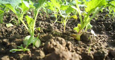 Growing OSR crops Green leaf close up in soil