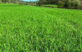 Cover crops are planted ahead of potatoes