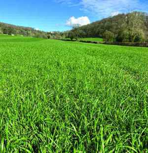 Cover crops are planted ahead of potatoes with half cut for silage and the rest left for contract sheep grazing.