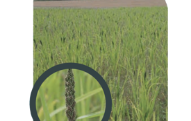 Young Dwarf Sorghum