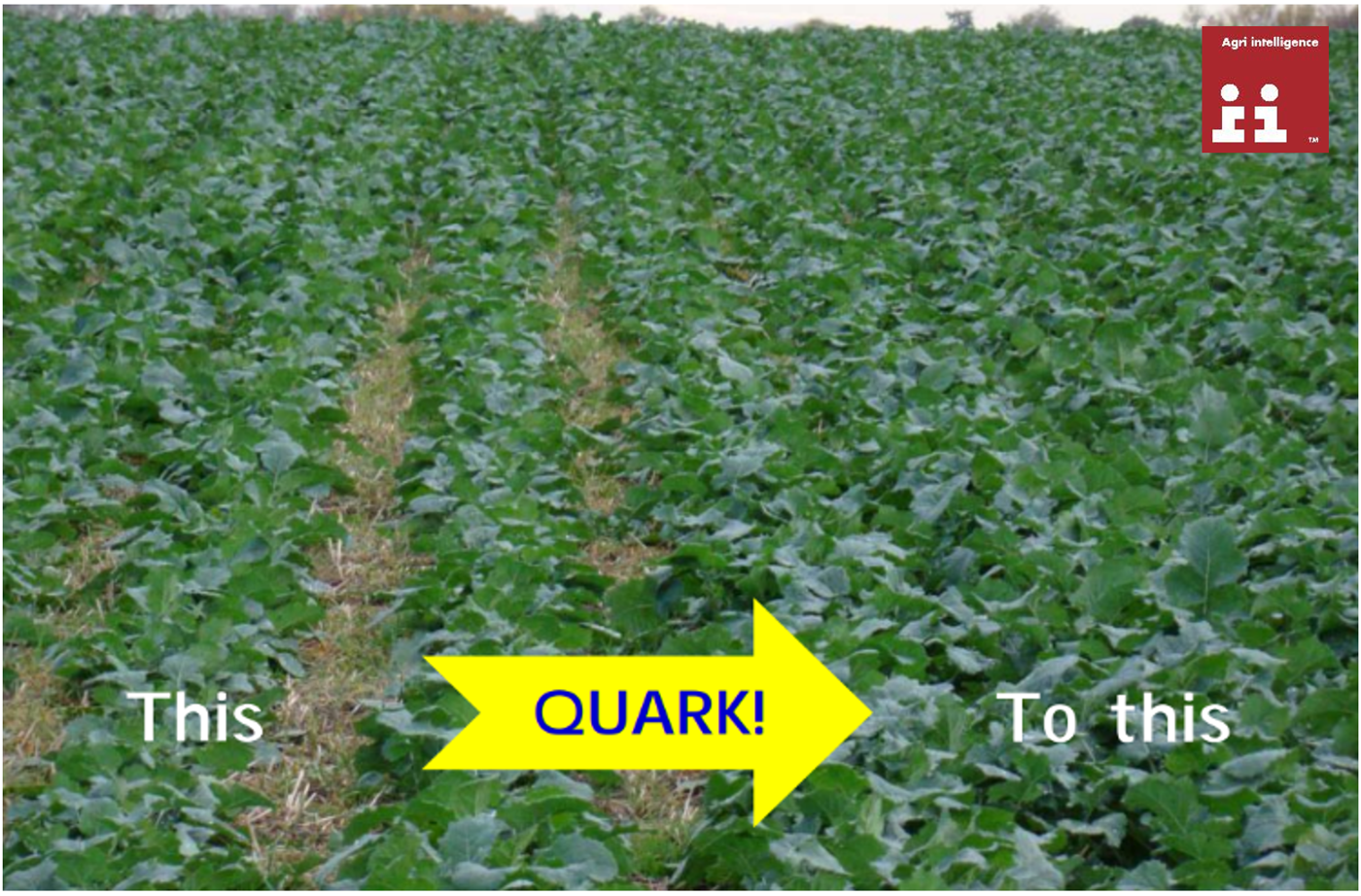 Quark