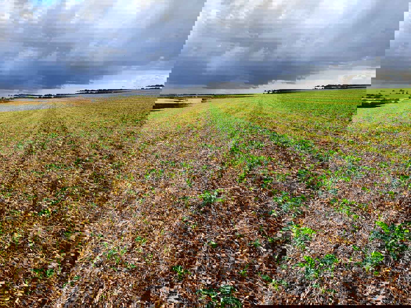 OSR young crop 