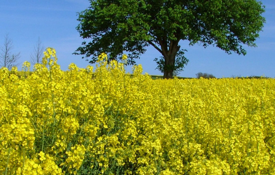 Oilseed Rape Crop with tree in background