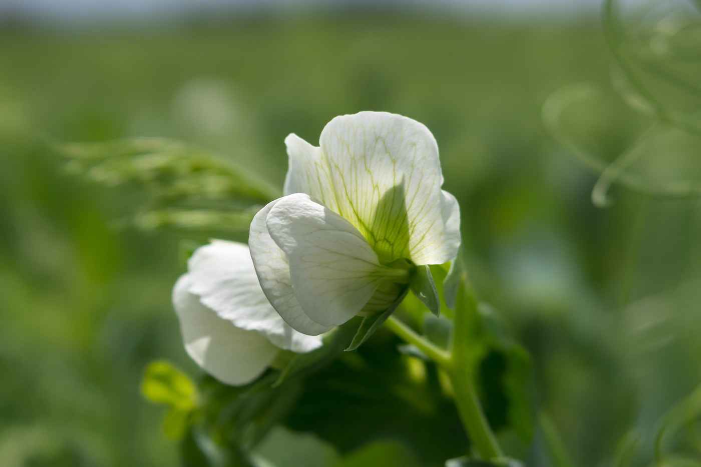 nitrogen climate smart project investigating pulse crops