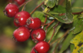 Hawthorne berries