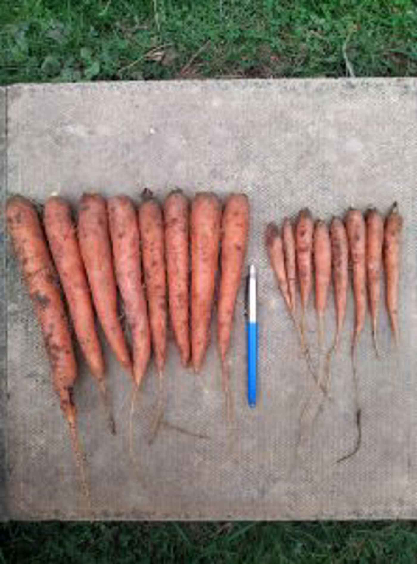 Carrots Treated With Agrii-Start Release significantly larger than those under control conditions at Agrii trials