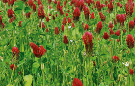 Red Clover in flower