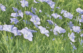Linseed | Agrii