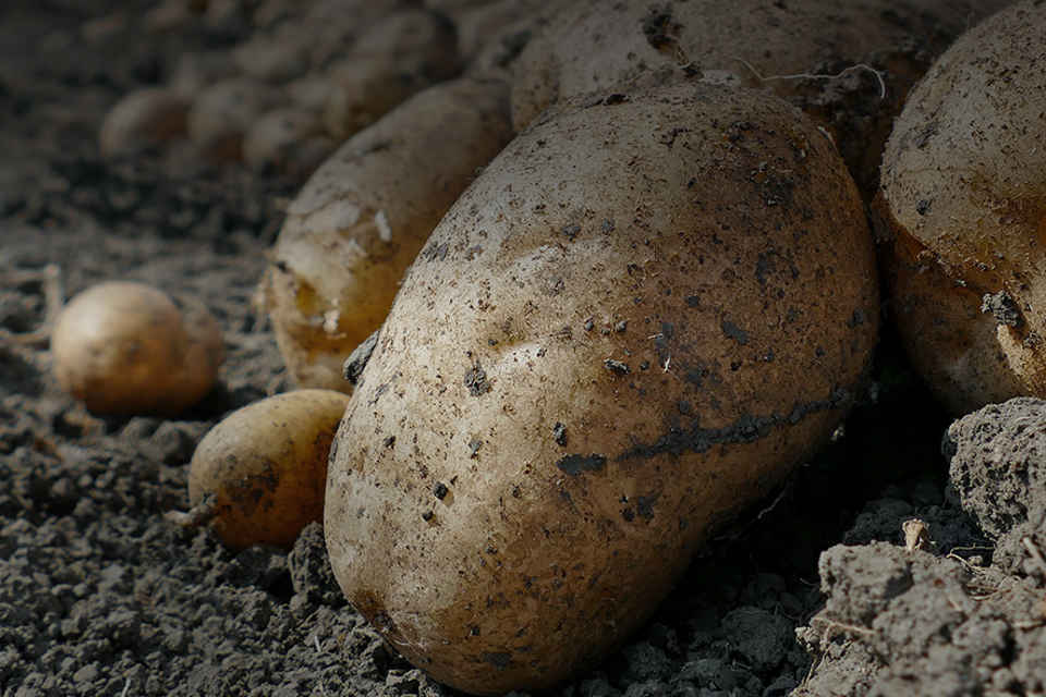 Agrii Crops Potato 