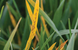 BYDV In Hybrid Variety Of Winter Barley 5D 24560 C Blackthorn Arable 1024X577