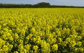 Flowering OSR Crops captured 20.4.22