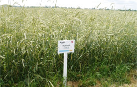 Humbolt Protector Forage Rye