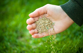 Agrii Card Seeds