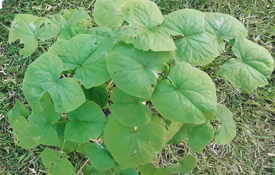 Buckwheat LIFAGO