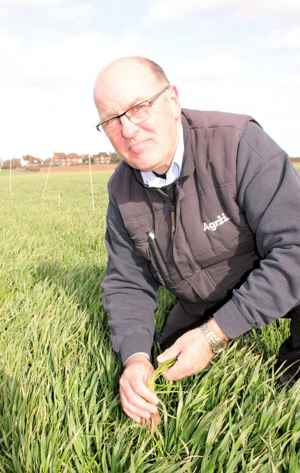 Nick Mcmullon Checks Ryegrass Levels In The Grove End Farm Trials
