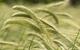 Rye