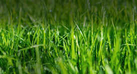 Agrii Crops Grass