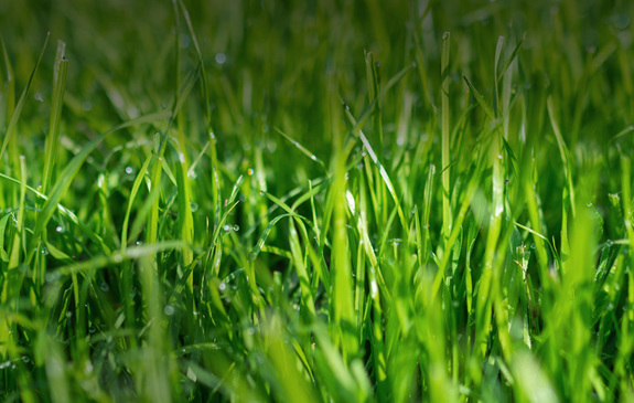 Agrii Crops Grass