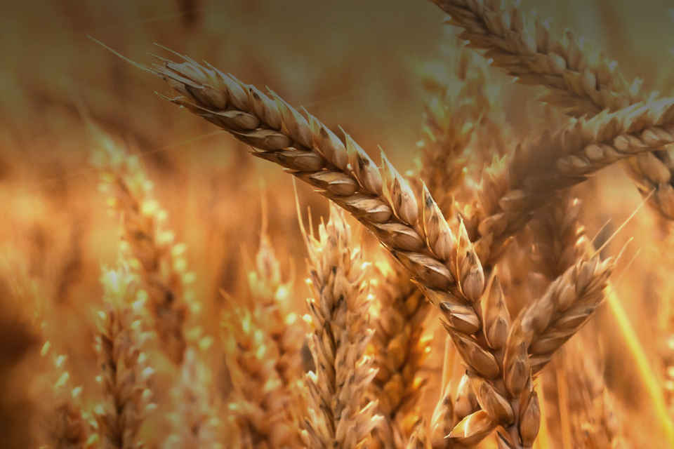 Agrii Header Cereals