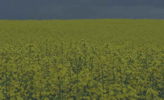 Agrii CTA OSR Winter