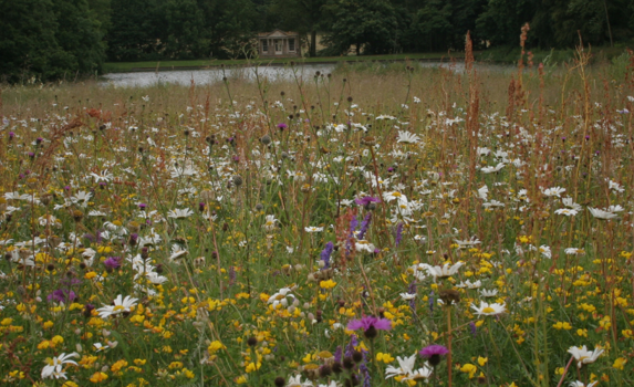 wildflower meadow