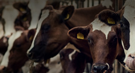 Agrii Livestock