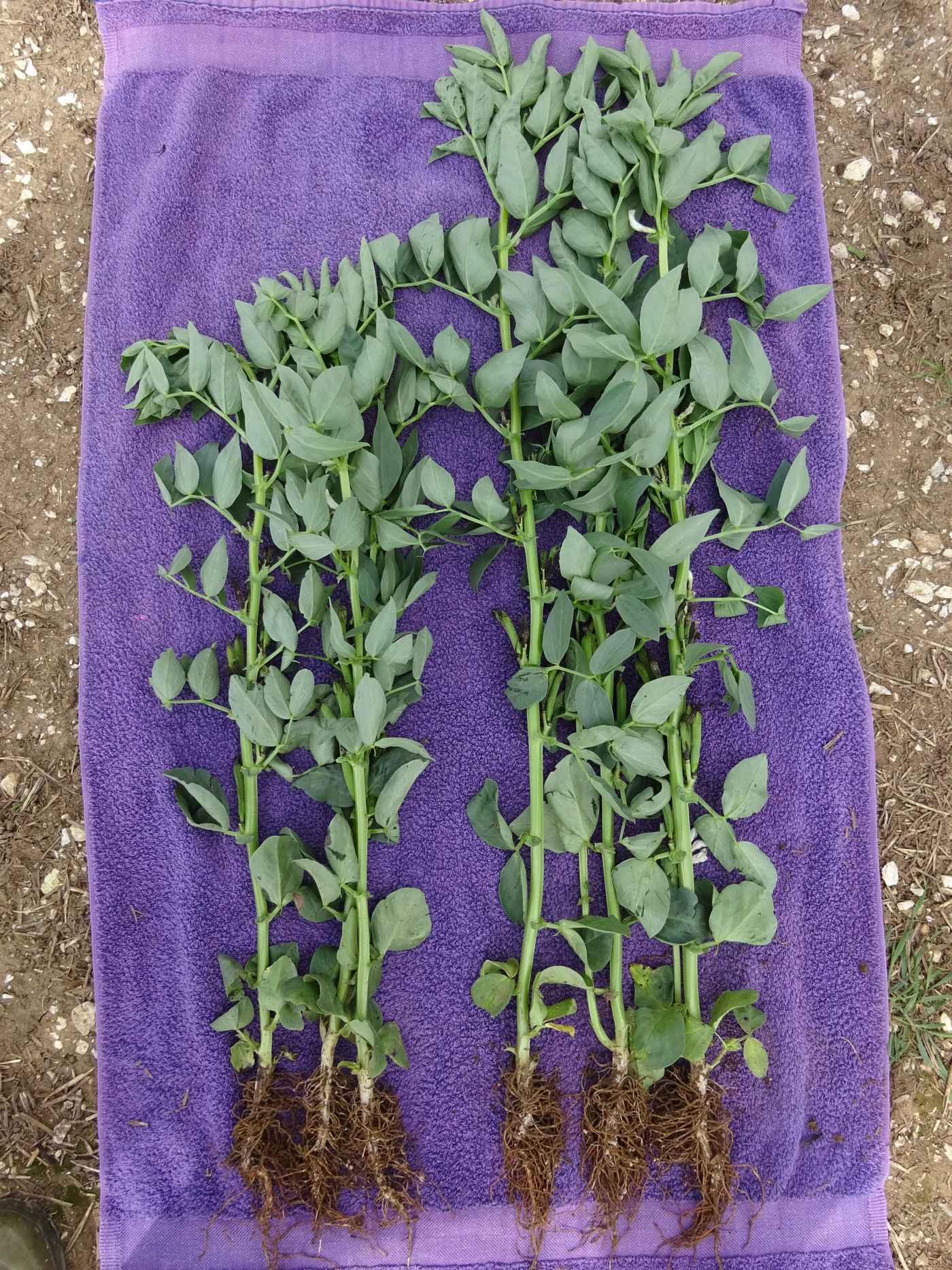 Image show the benefit of Agrii-Start Pulses on crops