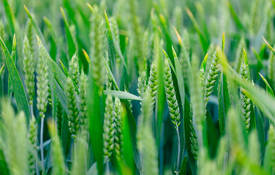 Agrii Crops Cereals Springwheat 1
