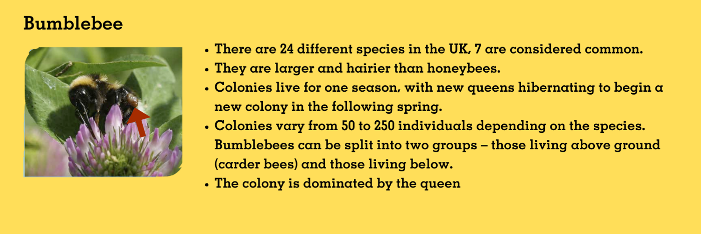 Bumblebee
