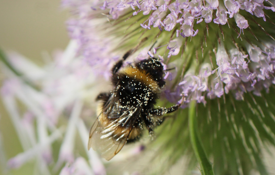 Bees