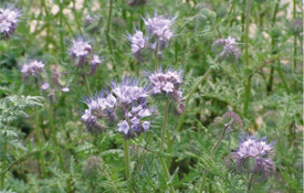Phacelia crop in flower
