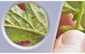 Agrii General Disease