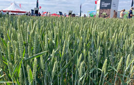 RAGT Seeds Hexton Wheat Variety 3 C MAG Emma Gillbard 1024X577