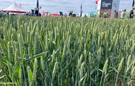 RAGT Seeds Hexton Wheat Variety 3 C MAG Emma Gillbard 1024X577