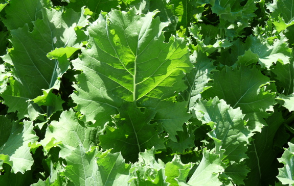 Root Crops for Forage | Agrii