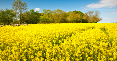 Winter Oilseed Rape with Tramlines