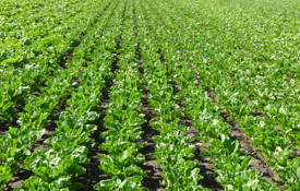 Fodder Beet Cover Picture