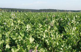 Oilseed Radish crop canopy