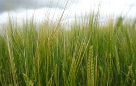 Spring Barley Ears In Untreated Plot 28715 1