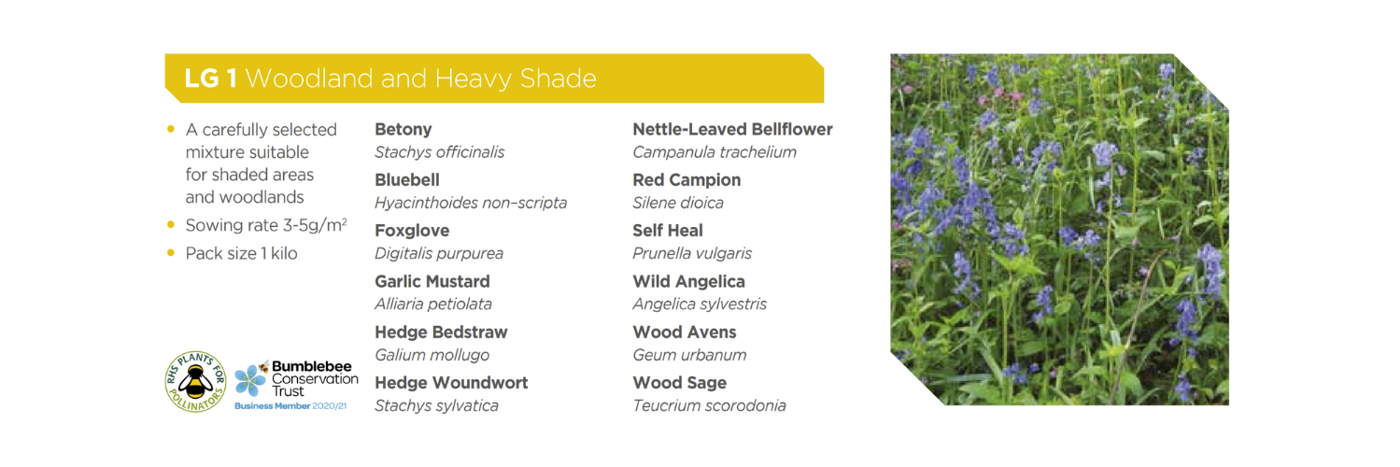 A carefully selected mixture suitable for shaded areas and woodlands Betony Stachys officinalis Bluebell Hyacinthoides non–scripta Foxglove Digitalis purpurea Garlic Mustard Alliaria petiolata Hedge Bedstraw Galium mollugo Hedge Woundwort Stachys sylvatica Nettle-Leaved Bellflower Campanula trachelium Red Campion Silene dioica Self Heal Prunella vulgaris Wild Angelica Angelica sylvestris Wood Avens Geum urbanum Wood Sage Teucrium scorodonia