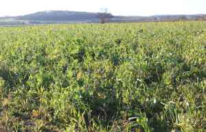 A Good Cover Mix After Field Vegetables 