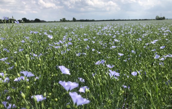 Linseed | Agrii