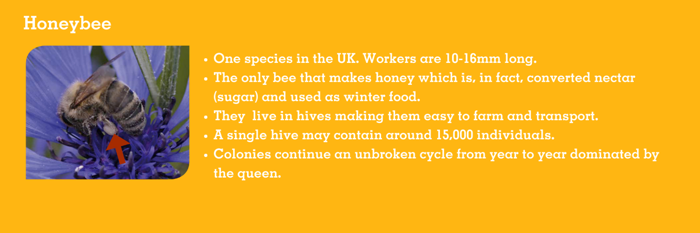 Honeybee