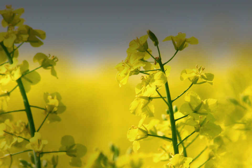 Agrii Crops oil seed rape canola