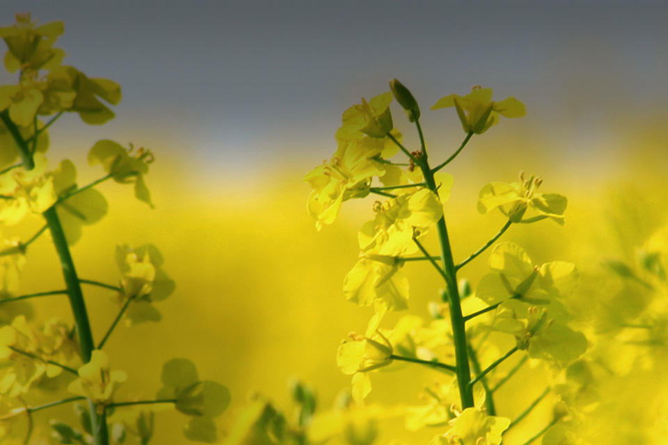 Agrii Crops oil seed rape canola