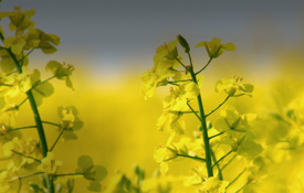 Agrii Crops oil seed rape canola