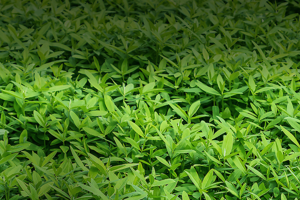 Agrii Crops Cover
